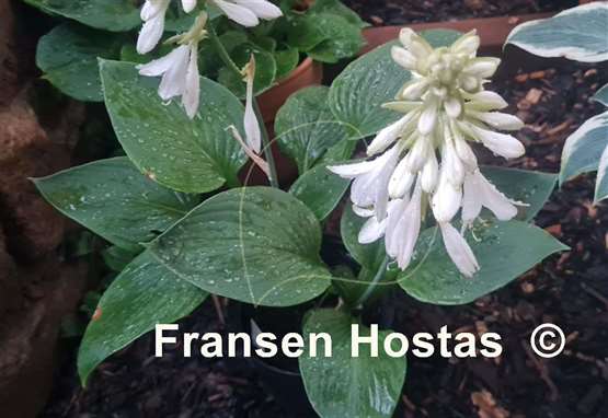 Hosta Weisse Glocke